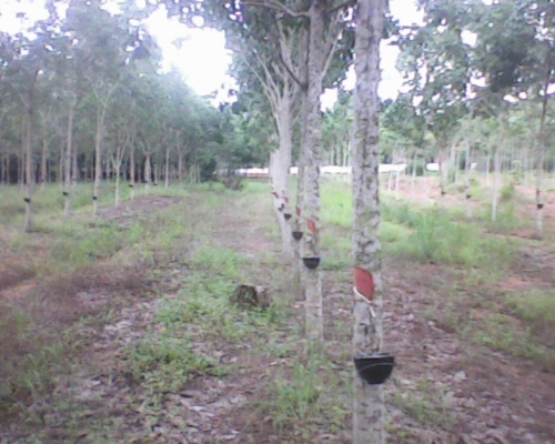 ขายสวนยางพารา