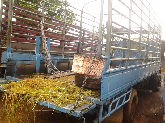 ISUZU KS เครื่อง 4BE1 Fหน้า ยกหัวได้ 110 แรงม้า กะบะยาว 5 เมตร ภาษีขาด 55 ISUZU KS เครื่อง 4BE1 Fหน้า ยกหัวได้ 110 แรงม้า กะบะยาว 5 เมตร ภาษีขาด 55