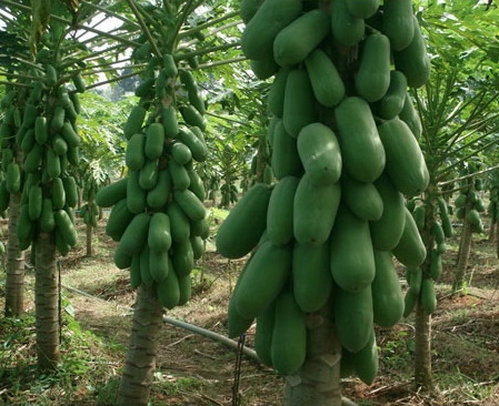 ขายต้นพันธ์มะละกอพันธ์ ฮอลแลนด์ (1 ถุงมี 4 ตัน) ราคาถุงละ 10 บาท โทร. 0892406621