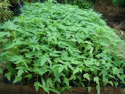 ขายต้นพันธ์มะละกอพันธ์ ฮอลแลนด์ (1 ถุงมี 4 ตัน) ราคาถุงละ 10 บาท โทร. 0892406621