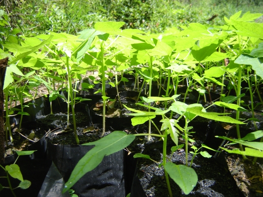 ขายต้นพันธ์มะละกอพันธ์ ฮอลแลนด์ (1 ถุงมี 4 ตัน) ราคาถุงละ 10 บาท โทร. 0892406621