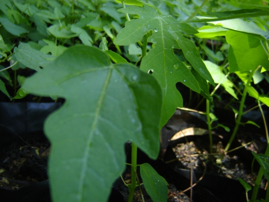 ขายต้นพันธ์มะละกอพันธ์ ฮอลแลนด์ (1 ถุงมี 4 ตัน) ราคาถุงละ 10 บาท โทร. 0892406621