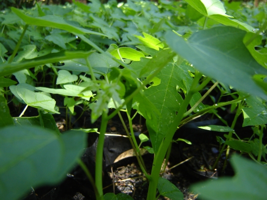 ขายต้นพันธ์มะละกอพันธ์ ฮอลแลนด์ (1 ถุงมี 4 ตัน) ราคาถุงละ 10 บาท โทร. 0892406621