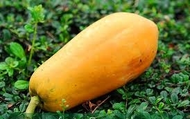 ขายต้นพันธ์มะละกอพันธ์ ฮอลแลนด์ (1 ถุงมี 4 ตัน) ราคาถุงละ 10 บาท โทร. 0892406621