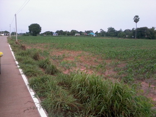 ขายที่ดิน 9-1- 49 ไร่ บ้านหนองโอ่ง ติดถนนคอนกรีต มีวิวธรรมชาติสวย อ.สีคิ้ว ขายที่ดิน 9-1- 49 ไร่ บ้านหนองโอ่ง ติดถนนคอนกรีต มีวิวธรรมชาติสวย อ.สีคิ้ว