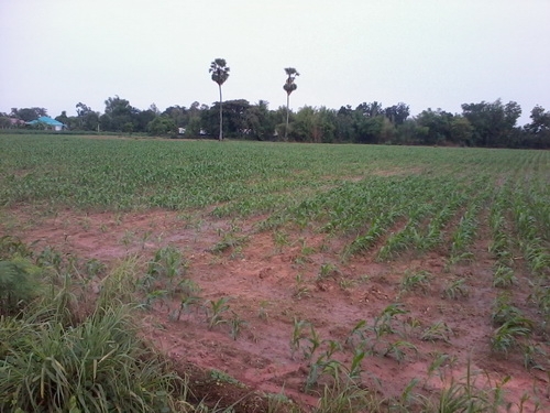 ขายที่ดิน 9-1- 49 ไร่ บ้านหนองโอ่ง ติดถนนคอนกรีต มีวิวธรรมชาติสวย อ.สีคิ้ว ขายที่ดิน 9-1- 49 ไร่ บ้านหนองโอ่ง ติดถนนคอนกรีต มีวิวธรรมชาติสวย อ.สีคิ้ว