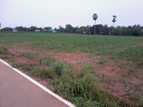 ขายที่ดิน 9-1- 49 ไร่ บ้านหนองโอ่ง ติดถนนคอนกรีต มีวิวธรรมชาติสวย อ.สีคิ้ว ขายที่ดิน 9-1- 49 ไร่ บ้านหนองโอ่ง ติดถนนคอนกรีต มีวิวธรรมชาติสวย อ.สีคิ้ว