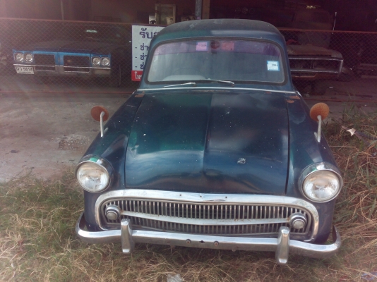 ________ขาย hillman สายพันธ์อังกฤษ_____