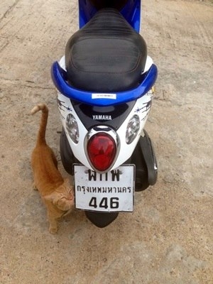 ฟีโน่ปี54 เดิมๆ เครื่องดี