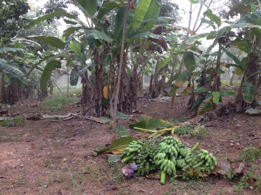 ขายบ้าน+สวนยางพารา 100 ไร่