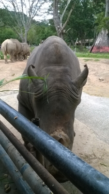 ขายล้อพร้อมยางขอบ15 ปี 11 เดิมๆครับพึ่งถอดออกhonda jassจากรถครับยางดีมากรถวิ่งแค่26000โลเองขาย 2900ครับ 0871691151 ขายล้อพร้อมยางขอบ15 ปี 11 เดิมๆครับพึ่งถอดออกhonda jassจากรถครับยางดีมากรถวิ่งแค่26000โลเองขาย 2900ครับ 0871691151