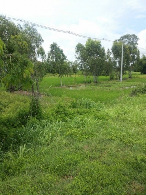 ขายที่ดิน ติดถนนใหญ่ หน้ากว้าง30 เมตร สายพิษณุโลก-เด่นชัย จำนวน 5ไร่