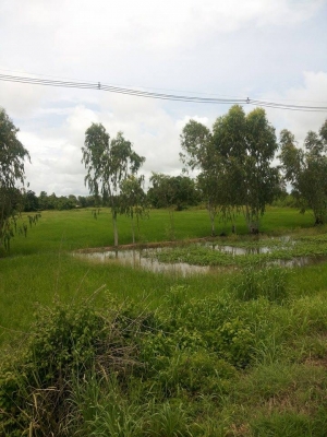 ขายที่ดิน ติดถนนใหญ่ หน้ากว้าง30 เมตร สายพิษณุโลก-เด่นชัย จำนวน 5ไร่