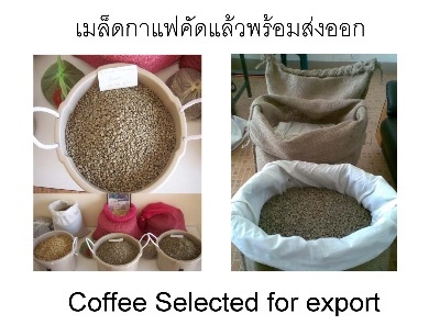 รับออกแบบโลโก้ร้านกาแฟฟรีแพ็คพร้อมเม็ดกาแฟคั่วสดใหม่พร้อมขาย รับออกแบบโลโก้ร้านกาแฟฟรีแพ็คพร้อมเม็ดกาแฟคั่วสดใหม่พร้อมขาย