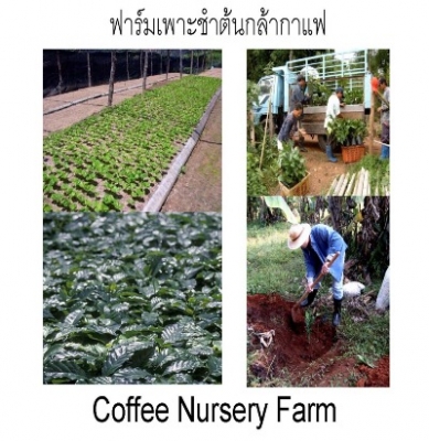 รับออกแบบโลโก้ร้านกาแฟฟรีแพ็คพร้อมเม็ดกาแฟคั่วสดใหม่พร้อมขาย รับออกแบบโลโก้ร้านกาแฟฟรีแพ็คพร้อมเม็ดกาแฟคั่วสดใหม่พร้อมขาย