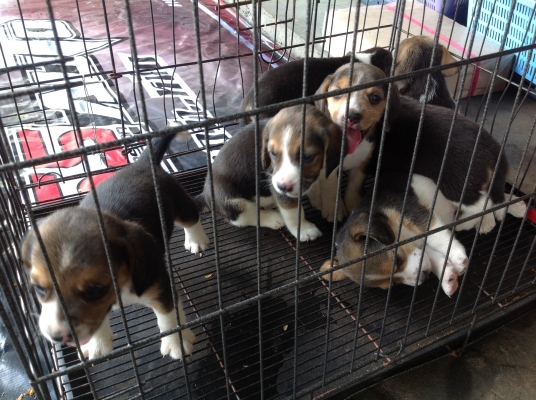 ขายสุนัขพันธุ์ บีเกิล ขายสุนัขพันธุ์ บีเกิล