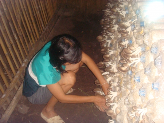 ขายก้อนเห็ด ขอนขาว,นางฟ้าภูฐาน ก้อนละ7บาท ส่งในเขตภาคตะวันออกเฉียงเหนือ ครับ ค่าขนส่งตามตกลงกันก่อน ขายก้อนเห็ด ขอนขาว,นางฟ้าภูฐาน ก้อนละ7บาท ส่งในเขตภาคตะวันออกเฉียงเหนือ ครับ ค่าขนส่งตามตกลงกันก่อน