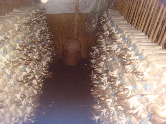 ขายก้อนเห็ด ขอนขาว,นางฟ้าภูฐาน ก้อนละ7บาท ส่งในเขตภาคตะวันออกเฉียงเหนือ ครับ ค่าขนส่งตามตกลงกันก่อน ขายก้อนเห็ด ขอนขาว,นางฟ้าภูฐาน ก้อนละ7บาท ส่งในเขตภาคตะวันออกเฉียงเหนือ ครับ ค่าขนส่งตามตกลงกันก่อน