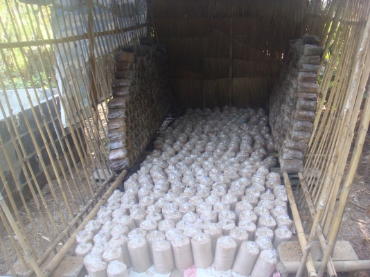 ขายก้อนเห็ด ขอนขาว,นางฟ้าภูฐาน ก้อนละ7บาท ส่งในเขตภาคตะวันออกเฉียงเหนือ ครับ ค่าขนส่งตามตกลงกันก่อน ขายก้อนเห็ด ขอนขาว,นางฟ้าภูฐาน ก้อนละ7บาท ส่งในเขตภาคตะวันออกเฉียงเหนือ ครับ ค่าขนส่งตามตกลงกันก่อน