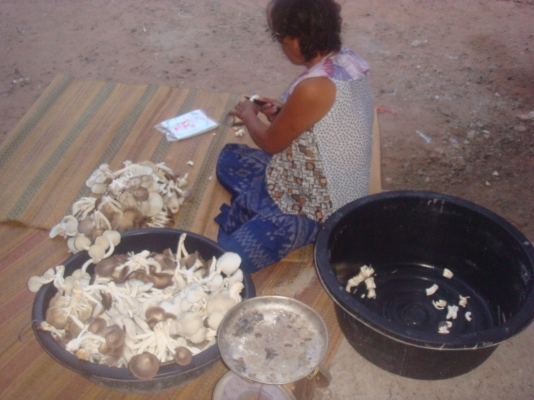 ขายก้อนเห็ด ขอนขาว,นางฟ้าภูฐาน ก้อนละ7บาท ส่งในเขตภาคตะวันออกเฉียงเหนือ ครับ ค่าขนส่งตามตกลงกันก่อน ขายก้อนเห็ด ขอนขาว,นางฟ้าภูฐาน ก้อนละ7บาท ส่งในเขตภาคตะวันออกเฉียงเหนือ ครับ ค่าขนส่งตามตกลงกันก่อน