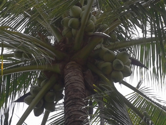 ที่ดิน1ไร่ สมุทรสงคราม