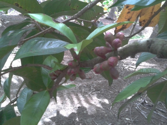 ที่ดิน1ไร่ สมุทรสงคราม