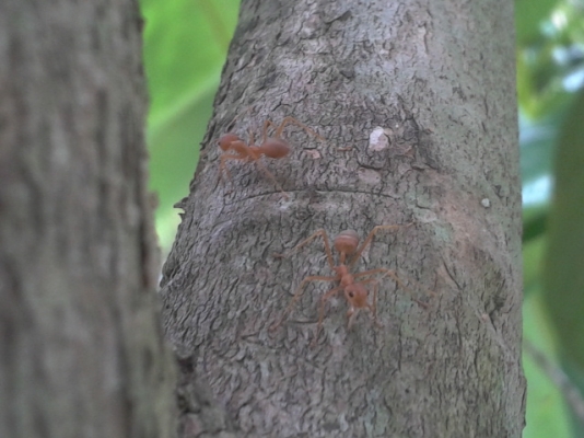 ที่ดิน1ไร่ สมุทรสงคราม