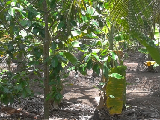 ที่ดิน1ไร่ สมุทรสงคราม