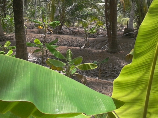 ที่ดิน1ไร่ สมุทรสงคราม