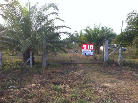 ขายที่ดินสวนปาล์ม 91ไร่ อ.หันคา จ.ชัยนาท