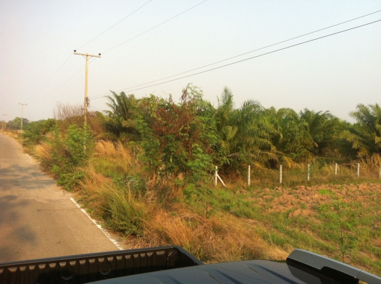 ขายที่ดินสวนปาล์ม 91ไร่ อ.หันคา จ.ชัยนาท