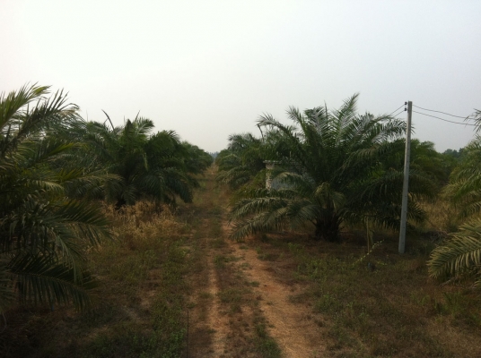 ขายที่ดินสวนปาล์ม 91ไร่ อ.หันคา จ.ชัยนาท