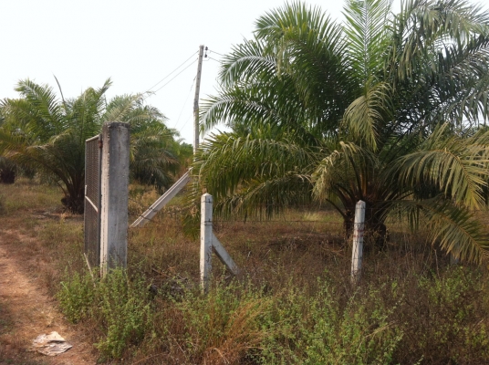 ขายที่ดินสวนปาล์ม 91ไร่ อ.หันคา จ.ชัยนาท