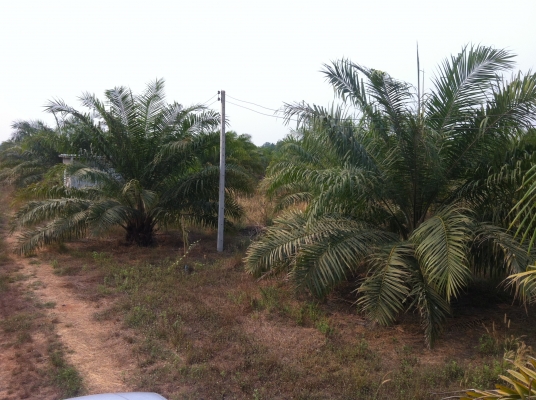 ขายที่ดินสวนปาล์ม 91ไร่ อ.หันคา จ.ชัยนาท
