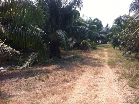 ขายที่ดินสวนปาล์ม 91ไร่ อ.หันคา จ.ชัยนาท