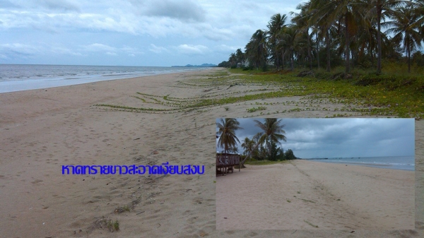 ขายที่ดิน 5 ไร่สวยๆ ห่างชายทะเลแค่ 250 เมตร
