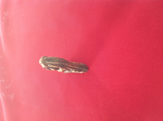 พระพุทธชินราชใบเสมา   กุรวัดศีรมหาธาตุ