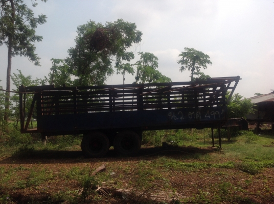 ขายสาลี่บรรทุกอ้อย