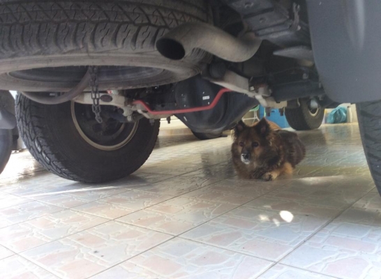 รถบ้านแท้ๆ ขายถูก มิสซูมิชิ ไทรทันพลัส ใช้เดือนละ 1-2ครั้ง ด่วนน