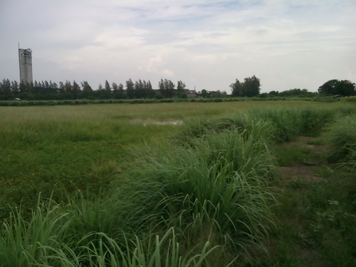 ขายที่ดิน 74 ไร่ ถนนบางนา-ตราด กม.34 ฝั่งขาเข้ากรุงเทพฯ