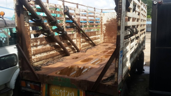 ขายลูกพ่วงไม่ดั้ม ยี้ฮ้อ PANUS สวยๆสภาพพร้อมไช้ราคาถูกๆ ขายลูกพ่วงไม่ดั้ม ยี้ฮ้อ PANUS สวยๆสภาพพร้อมไช้ราคาถูกๆ