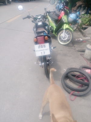 ขาย ksr แต่งสวยๆ