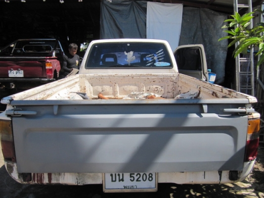 ไมตี้ x ปี 33