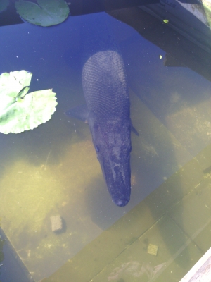 ฝากขายปลาอเมซอลหน่อย