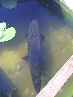 ฝากขายปลาอเมซอลหน่อย ฝากขายปลาอเมซอลหน่อย