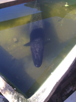 ฝากขายปลาอเมซอลหน่อย ฝากขายปลาอเมซอลหน่อย