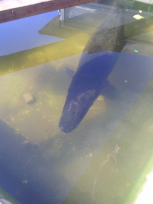 ฝากขายปลาอเมซอลหน่อย ฝากขายปลาอเมซอลหน่อย