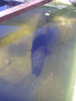 ฝากขายปลาอเมซอลหน่อย ฝากขายปลาอเมซอลหน่อย