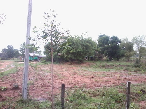 ขายที่ดิน 7 ไร่ 1งานราคา 170,000 บาทต่อไร่ ติดถนนลาดยาง ติดหมู่บ้าน อ.สีคิ้ว ขายที่ดิน 7 ไร่ 1งานราคา 170,000 บาทต่อไร่ ติดถนนลาดยาง ติดหมู่บ้าน อ.สีคิ้ว