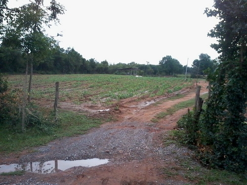 ขายที่ดิน 7 ไร่ 1งานราคา 170,000 บาทต่อไร่ ติดถนนลาดยาง ติดหมู่บ้าน อ.สีคิ้ว ขายที่ดิน 7 ไร่ 1งานราคา 170,000 บาทต่อไร่ ติดถนนลาดยาง ติดหมู่บ้าน อ.สีคิ้ว